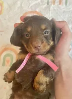 Sugar , a female Miniature Dachshund for sale in McArthur, OH – 6 of 8