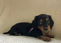 Pansie , a female Miniature Dachshund for sale in McArthur, OH – 6 of 7