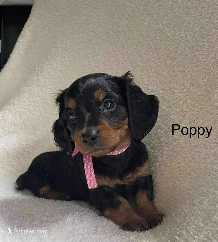 Poppy – Miniature Dachshund puppy for sale in McArthur, OH