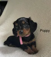 Poppy, a female Miniature Dachshund for sale in McArthur, OH – 1 of 7