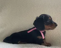 Poppy, a female Miniature Dachshund for sale in McArthur, OH – 7 of 7