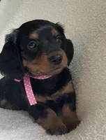 Poppy, a female Miniature Dachshund for sale in McArthur, OH – 2 of 7