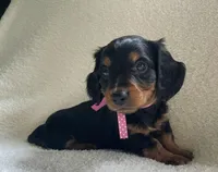 Poppy, a female Miniature Dachshund for sale in McArthur, OH – 6 of 7