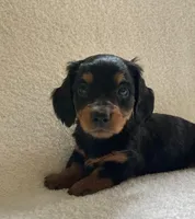 Poppy, a female Miniature Dachshund for sale in McArthur, OH – 3 of 7
