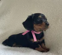 Poppy, a female Miniature Dachshund for sale in McArthur, OH – 4 of 7