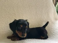 Poppy, a female Miniature Dachshund for sale in McArthur, OH – 5 of 7
