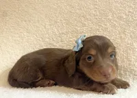 Frankie , a male Miniature Dachshund for sale in McArthur, OH – 7 of 10