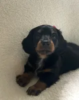 Iris , a female Miniature Dachshund for sale in McArthur, OH – 4 of 7