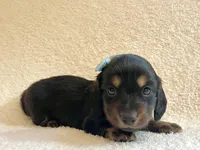 Georgie , a male Miniature Dachshund for sale in McArthur, OH – 1 of 9