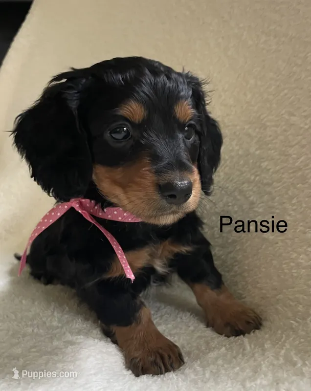 Pansie  – Miniature Dachshund puppy for sale in McArthur, OH