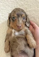 Cupcake , a female Miniature Dachshund for sale in McArthur, OH – 3 of 9