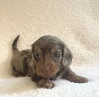 Cupcake , a female Miniature Dachshund for sale in McArthur, OH – 5 of 9
