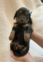 Georgie , a male Miniature Dachshund for sale in McArthur, OH – 9 of 9