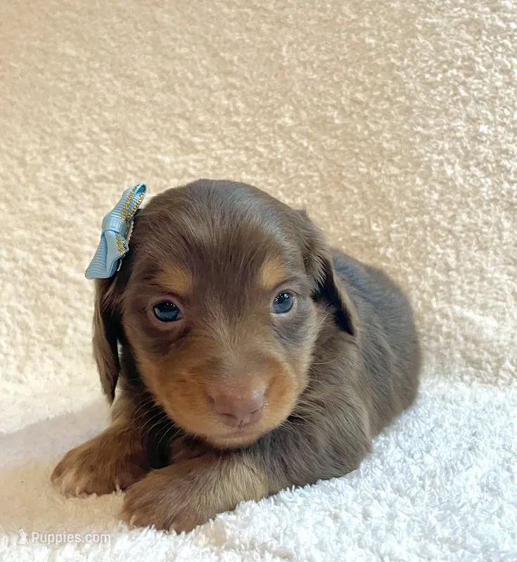 Frankie  – Miniature Dachshund puppy for sale in McArthur, OH