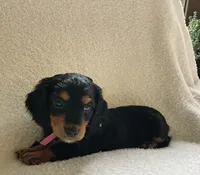 Pansie , a female Miniature Dachshund for sale in McArthur, OH – 7 of 7