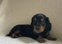 Charlie , a male Miniature Dachshund for sale in McArthur, OH – 5 of 5