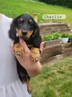 Charlie , a male Miniature Dachshund for sale in McArthur, OH – 6 of 6