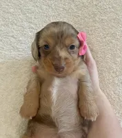 Muffin , a female Miniature Dachshund for sale in McArthur, OH – 5 of 10