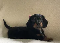 Iris , a female Miniature Dachshund for sale in McArthur, OH – 3 of 7