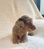 Muffin , a female Miniature Dachshund for sale in McArthur, OH – 6 of 10