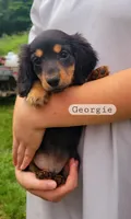Georgie , a male Miniature Dachshund for sale in McArthur, OH – 2 of 5