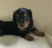 Charlie , a male Miniature Dachshund for sale in McArthur, OH – 3 of 5