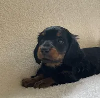 Teddy , a male Miniature Dachshund for sale in McArthur, OH – 3 of 6
