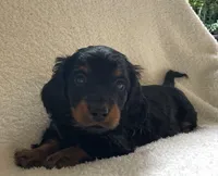 Teddy , a male Miniature Dachshund for sale in McArthur, OH – 2 of 6