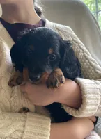 Teddy , a male Miniature Dachshund for sale in McArthur, OH – 6 of 6