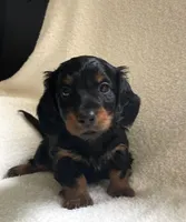 Teddy , a male Miniature Dachshund for sale in McArthur, OH – 1 of 6