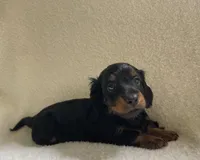 Teddy , a male Miniature Dachshund for sale in McArthur, OH – 4 of 6