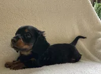 Teddy , a male Miniature Dachshund for sale in McArthur, OH – 5 of 6