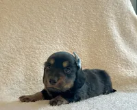 Georgie , a male Miniature Dachshund for sale in McArthur, OH – 6 of 9
