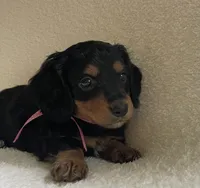 Pansie , a female Miniature Dachshund for sale in McArthur, OH – 4 of 7