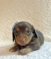 Frankie , a male Miniature Dachshund for sale in McArthur, OH – 5 of 10