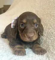 Sugar , a female Miniature Dachshund for sale in McArthur, OH – 5 of 8