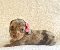 Muffin , a female Miniature Dachshund for sale in McArthur, OH – 9 of 10