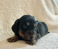 Georgie , a male Miniature Dachshund for sale in McArthur, OH – 3 of 9