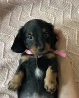 Iris , a female Miniature Dachshund for sale in McArthur, OH – 5 of 7