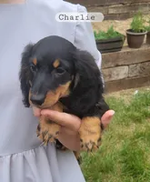 Charlie , a male Miniature Dachshund for sale in McArthur, OH – 2 of 6