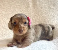 Muffin , a female Miniature Dachshund for sale in McArthur, OH – 2 of 10