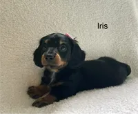 Iris , a female Miniature Dachshund for sale in McArthur, OH – 2 of 7