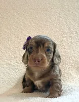 Cupcake , a female Miniature Dachshund for sale in McArthur, OH – 2 of 9