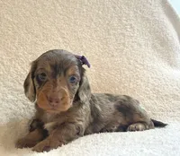 Cupcake , a female Miniature Dachshund for sale in McArthur, OH – 9 of 9