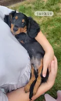 Jackie , a male Miniature Dachshund for sale in McArthur, OH – 3 of 5