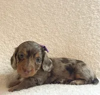Cupcake , a female Miniature Dachshund for sale in McArthur, OH – 8 of 9
