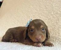 Frankie , a male Miniature Dachshund for sale in McArthur, OH – 6 of 10
