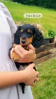 Jackie , a male Miniature Dachshund for sale in McArthur, OH – 2 of 5