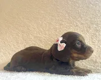 Sugar , a female Miniature Dachshund for sale in McArthur, OH – 1 of 8
