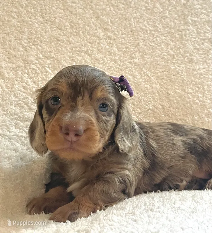 Cupcake  – Miniature Dachshund puppy for sale in McArthur, OH